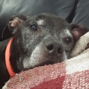 Meet your Posher, Diane